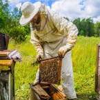 Антибиотики для профилактических целей в пчеловодстве запрещены