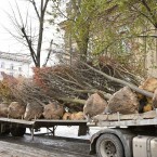 Сквер Сахары: старые деревья варварски уничтожили, посадили новые