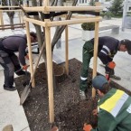 В сквере у органного зала, где высохли деревья, установлена система полива