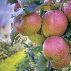 Россельхознадзор рассказал, из каких стран повезут яблоки в Россию
