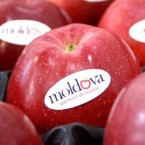 Из 500 тысяч тонн яблок 216 тонн Молдова продала в Индию 