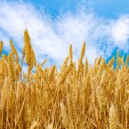 Молдова направит на экспорт миллион тонн пшеницы