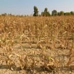 На юге кукуруза сгорела на 70-100 процентов, подсолнечник - на 60-80