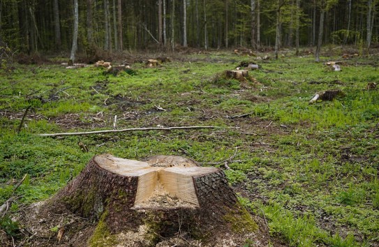 {Топим дровами - и одалживаем 200 миллионов евро на посадку леса?} Молдавские Ведомости