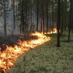 Молдове угрожают лесные пожары