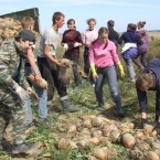 Запрещено участие школьников в сельскохозработах