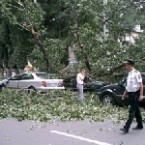 Тополи- "убийцы" падают на автомобили кишиневцев