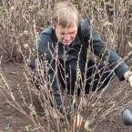 Вскрылись махинации производителей смородины