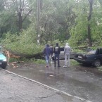 Прокуратура начала расследование по факту гибели женщины под упавшим деревом