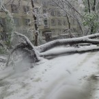 Мунтяну: По берегам Быка рухнули сотни деревьев, которые могут затруднить движение воды и вызвать наводнения