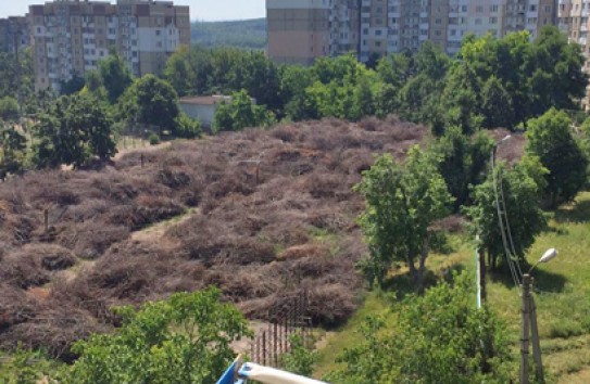 {Хотели нагреть руки на дровах, но тут запахло жареным} Молдавские Ведомости