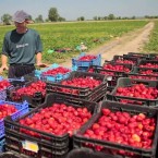 ФАО: Что тормозит развитие сельского хозяйства в Молдове