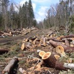 В лесах рубят деревья и крадут древесину в огромных масштабах