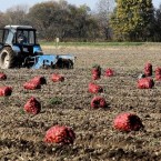 Опубликован список производителей картофеля Беларуси, допущенных на рынок Молдовы