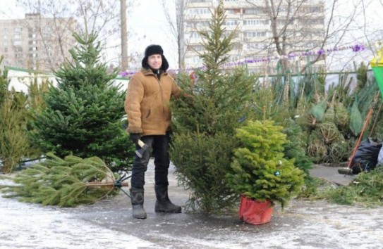 {Метр новогодней ели будет стоить 44 лея } Молдавские Ведомости