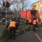 В Одессе составляют черный список предпринимателей, устроивших кладбище елок