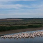 Рыбы все меньше, но пеликаны прилетают 