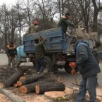 Некоторые категории граждан бесплатно получат дрова от примэрии столицы