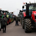 Датские фермеры выехали на тракторах на протест против уничтожения норок