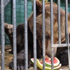 В Кишинев прибудут пять львов, покупка медведей сорвалась