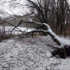 Последние по количеству лесов, первые по заготовке древесины