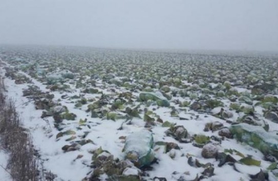 {В Молдове за пять лет поля с морковью и капустой уменьшились вдвое} Молдавские Ведомости