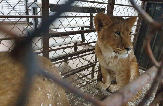 {У царя зверей вместо короны можно обнаружить коронавирус} Молдавские Ведомости