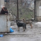 От нашей «собачьей жизни» сбежали даже французы 