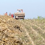 Пятая часть кукурузы осталась на полях