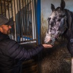 Одесский ипподром: овса осталось на месяц