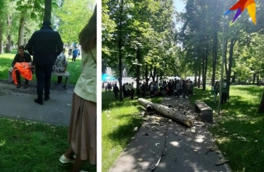 {Трагедия в парке «Алунелул» может привести к тому, что войну объявят всем деревьям  без разбора} Молдавские Ведомости