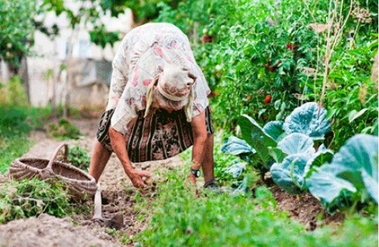 {Куда можно пойти работать с дипломом аграрного университета, если все аграрные предприятия – банкроты? } Молдавские Ведомости