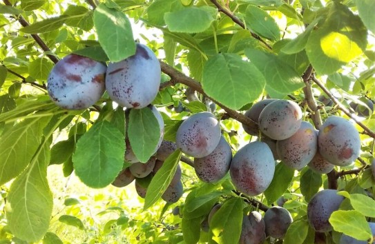 {В Молдове из-за высокого урожая и конкуренции на региональном рынке обрушились цены на раннюю сливу} Молдавские Ведомости