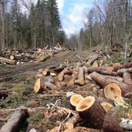 В научном заповеднике «Кодры» ведется массовая рубка леса