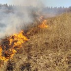 Уничтожение леса вследствие неосторожного применения огня наказуемо