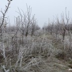 Апрельские заморозки уничтожили урожай на тысячах гектаров садов