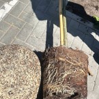 17 мгновений лета: разведка выяснила, зачем в Кишиневе рубят деревья 