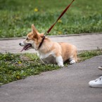 В Молдове через два года вступит в силу закон о защите домашних животных