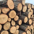 «Moldsilva» продаст 254 тысячи кубов дров, остальное – у спекулянтов 