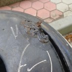 Граждане готовы платить за вывоз мусора, но не верят в эффективность его раздельного сбора
