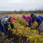 Кишинев взял кредит на посадку лесов, заложив в проект двойные цены
