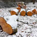 Незаконная вырубка в Криулень – ущерб 200 тысяч