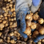 В Берлине бесплатно раздают 4 миллиона кг картофеля