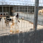 Число случаев бешенства за год удвоилось