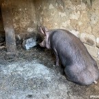 Евроинтеграция и свиной хвостик