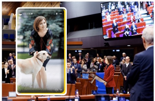 {Майя Санду приютила еще одну собаку} Молдавские Ведомости