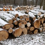 Цена на дрова будет унифицирована, продажи через посредников обещают исключить
