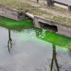 Появление зеленых пятен на Быке объяснила инспекция по охране окружающей среды