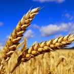 Финансовый аналитик Лукас Эквуаме: Мир движется к масштабному продовольственному кризису