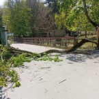 Ребёнок доставлен в больницу после того, как на него упало дерево в зоопарке
